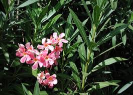 If your dog eats and keeps the food down for an hour, try feeding a little more food. Plant Of The Week Oleander