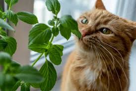 Basil Plant And Pets Poisonous To