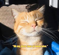 Phoenix has never won an nba championship. Lolcats Sun Lol At Funny Cat Memes Funny Cat Pictures With Words On Them Lol Cat Memes Funny Cats Funny Cat Pictures With Words On