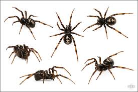 false widow spiders of the uk