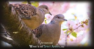 dove symbolism meaning spirit