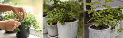 Create A Windowsill Herb Garden Mitre 10