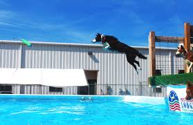 dog dock diving pet nation lodge