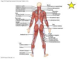 chapter 10 part a the muscular system annie