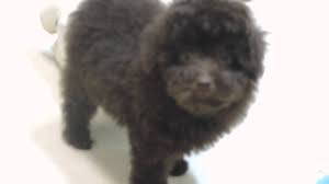 male chocolate brown toy poodle puppy