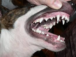 Resultado de imagen para imagenes de perros mostrando los dientes
