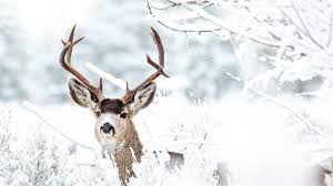 Winter tiere bilder und stockfotos istock hintergrundbild in windows 10 ändern. Bilder Hirsche Horn Winter Schnee Tiere 1366x768