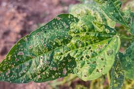 6 common plant diseases pests