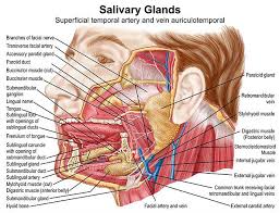 submandibular gland the definitive