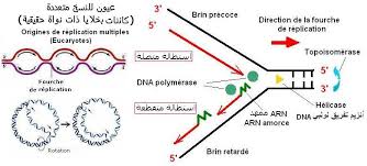 adn réplication et dna polymerase