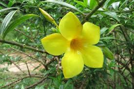 the yellow flower in sri lanka