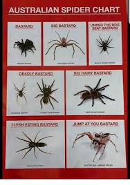 Australian Spider Chart Big Bastard Under The Bog Seat