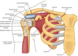 The back supports the weight of the body, allowing for flexible movement while. Shoulder Anatomy In Detail