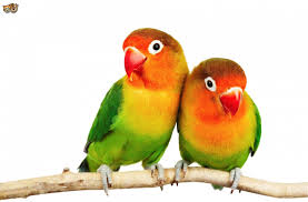love birds png transpa images free