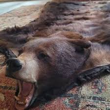 grizzly bear rug taxidermy oso