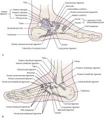 However, sometimes they can become injured. Lower Leg Ankle And Foot Musculoskeletal Key