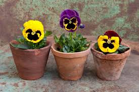A huge winter storm sweeping across the southern us has killed at least 21 people and left millions without power. Growing Pansies How To Plant Grow And Care For Pansy Flowers The Old Farmer S Almanac