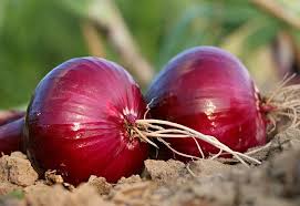 Growing Onions Onion Benefits