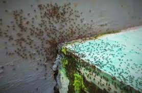 Jemur macam jemur ikan kering, satgi semut larilah. 10 Cara Halau Semut Dari Rumah Menggunakan Bahan Mudah Iluminasi