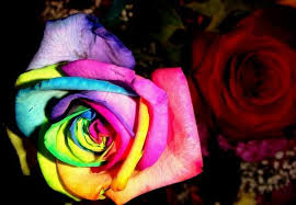 Most Beautiful Rose Photography And Informationfunees Com