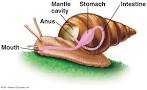 class gastropoda