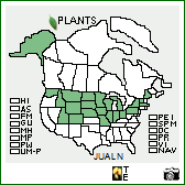 Plants Profile for Juncus alpinoarticulatus (northern green rush)