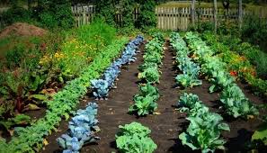 best topsoil for vegetable gardens