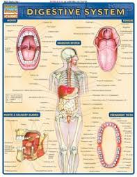 Image result for human digestive system has a spectacular design