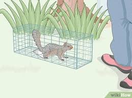 Hope you like this video! How To Catch A Squirrel 11 Steps With Pictures Wikihow