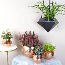 decorating with house plants audenza