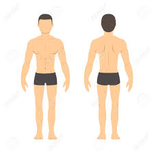 Athletic Male Body Chart Muscular Man Body From Front And Back