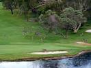 Kangaroos on nelson bay golf course - Picture of Nelson Bay, Port ...