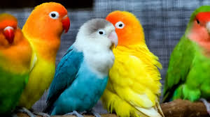 cute love birds 6918140