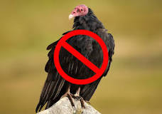 why-are-turkey-vultures-hanging-around-my-house