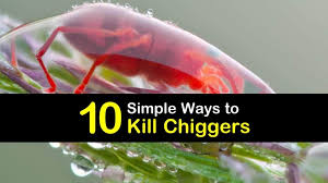 Apr 10, 2012 · many people respond to their fears of west nile virus and lyme disease (as well as their annoyance of chigger bites) by slathering on insect repellent, and quite often drenching their children in the stuff too. 10 Simple Ways To Kill Chiggers