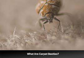 get rid of carpet beetles effective