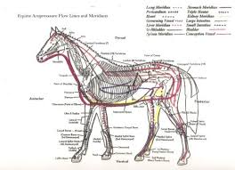 Equine Meridian Chart Equine Acupressure Flow Lines And