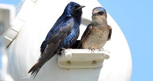Purple Martin Overview All About Birds