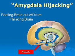 Image result for amygdala