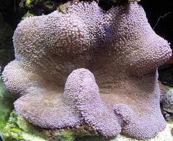 carpet anemones big beautiful and deadly