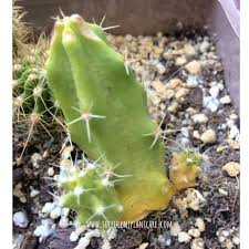 Depending on where the problem is coming from, the change in color may start at the top end of stem segments or from the. Why Does A Cactus Turn Yellow And Brown How To Save It Succulent Plant Care
