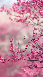 nf15 pink blossom nature flower spring