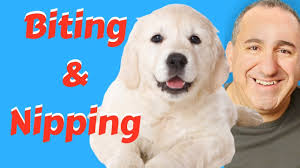 Staying consistent will show your dog that biting is unacceptable at any time. How To Stop My Puppy Biting Me All The Time Youtube