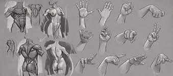 Studies of musculature in the right arm; Anatomy Courses For Artists Best Online Courses To Study Human Anatomy At Home