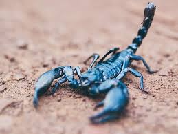 scorpion sting what to do treatment