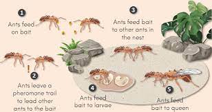 how to treat little fire ants around