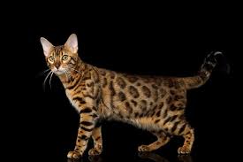 Including only the healthiest most beautifully rosette patterns on show quality kittens for your entertainment and enjoyment. Bengal Cat Breed Size Appearance Personality