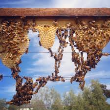 how to foundationless beekeeping in a
