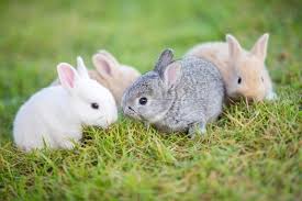 When Do Baby Rabbits Get Fur Rabbit Care Tips