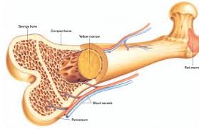 what is bone marrow and its types and